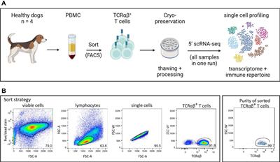 Canine peripheral blood TCRαβ T cell atlas: Identification of diverse subsets including CD8A+ MAIT-like cells by combined single-cell transcriptome and V(D)J repertoire analysis